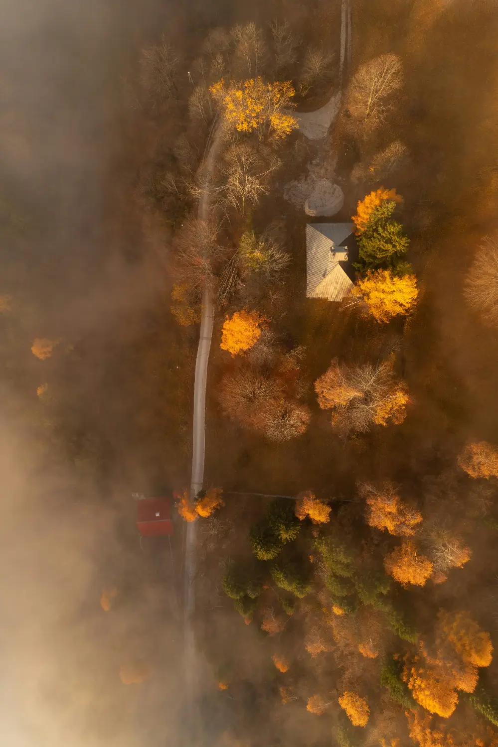 Bridseye view of a Colorado forest fire, smoke among aspen trees
